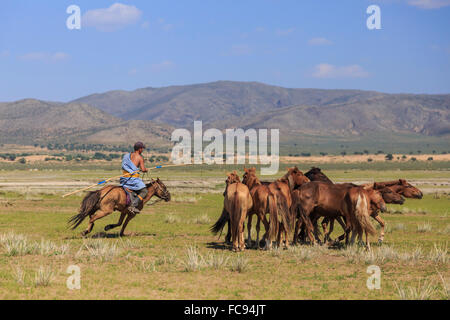 Il nomade montato detiene uurga e mandrie di cavalli in estate, Khogno Khan Uul Riserva Naturale, Gurvanbulag, Bulgan, nel nord della Mongolia Foto Stock