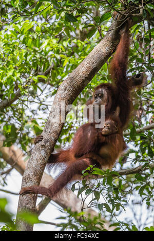Reintrodotto la madre e il neonato (orangutan Pongo pygmaeus) nella struttura ad albero in Tanjung messa National Park, Borneo, Indonesia Foto Stock