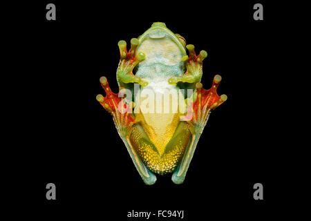 Lato inferiore, neotropical palm raganella (Hypsiboas pelluscensa), Choco foresta pluviale, Ecuador Foto Stock