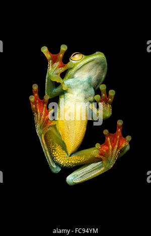 Lato inferiore, neotropical palm raganella (Hypsiboas pelluscensa), Choco foresta pluviale, Ecuador Foto Stock