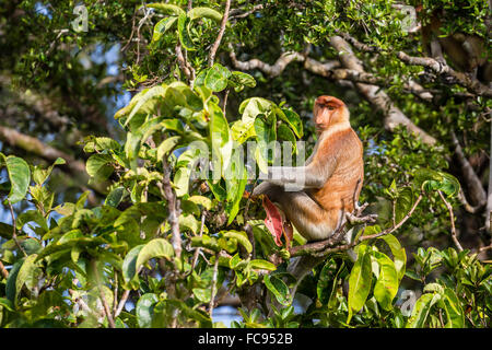 Maschio adulto proboscide di scimmia (Nasalis larvatus), endemica del Borneo, Tanjung messa National Park, Borneo, Indonesia Foto Stock