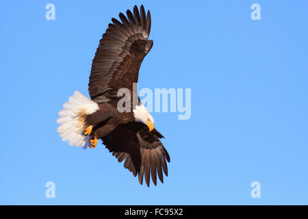 Aquila calva, Alaska, Stati Uniti d'America, America del Nord Foto Stock