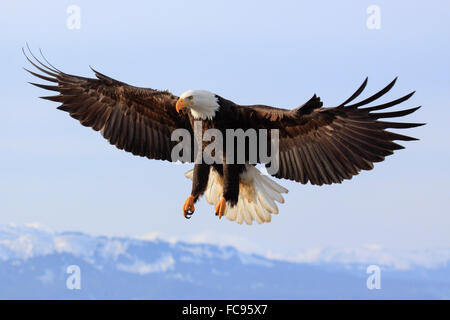 Aquila calva, Alaska, Stati Uniti d'America, America del Nord Foto Stock