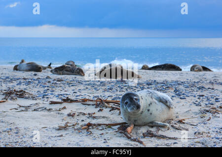 Guarnizione grigio, Helgoland-Duene, Germania, Europa Foto Stock