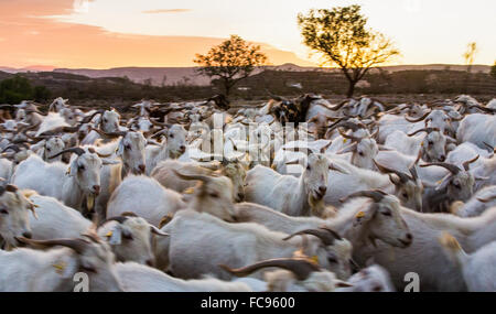 Caprini in Andalusia, Spagna, Europa Foto Stock