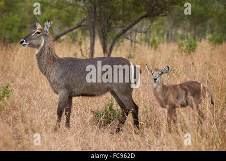 Comune (waterbuck Ellipsen waterbuck) (Kobus ellipsiprymnus ellipsiprymnus), la femmina del cervo e del polpaccio, Kruger National Park, Sud Africa Foto Stock