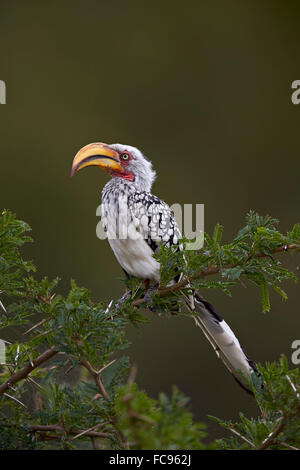 Southern Yellow-fatturati hornbill (Tockus leucomelas), Kruger National Park, Sud Africa e Africa Foto Stock