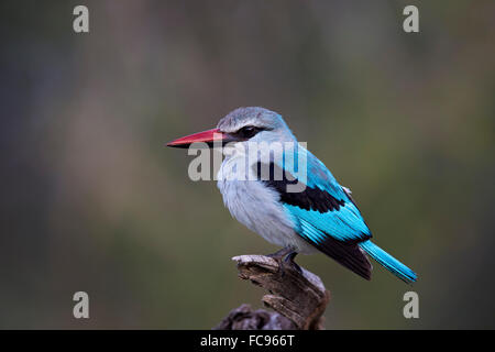 Woodland kingfisher (Halcyon senegalensis), Kruger National Park, Sud Africa e Africa Foto Stock