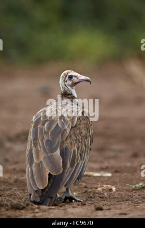Hooded vulture (Necrosyrtes monachus), Kruger National Park, Sud Africa e Africa Foto Stock