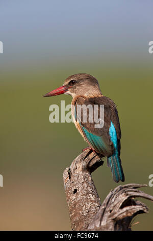 Marrone-incappucciati kingfisher (Halcyon albiventris), Kruger National Park, Sud Africa e Africa Foto Stock