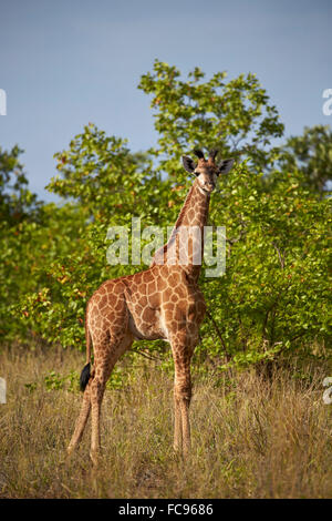 I capretti Cape giraffe (Giraffa camelopardalis giraffa), Kruger National Park, Sud Africa e Africa Foto Stock