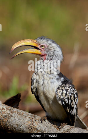 Southern Yellow-fatturati hornbill (Tockus leucomelas), Kruger National Park, Sud Africa e Africa Foto Stock