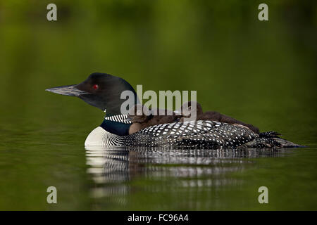 Loon comune (Gavia immer) pulcini equitazione sulla loro madre torna a Lac Le Jeune Parco Provinciale, British Columbia, Canada Foto Stock