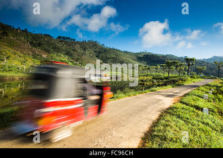 Un Tuk Tuk guida attraverso una piantagione di tè vicino Haputale, Badulla District, provincia di Uva, Sri Lanka, Asia Foto Stock