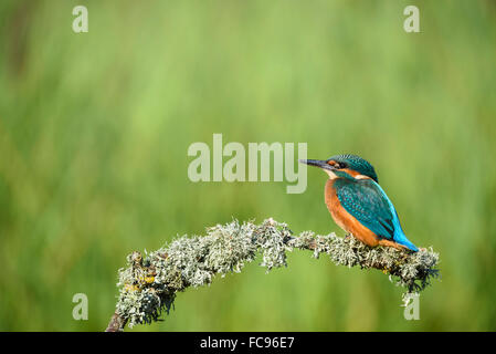 Kingfisher (Alcedo atthis), Regno Unito, Europa Foto Stock