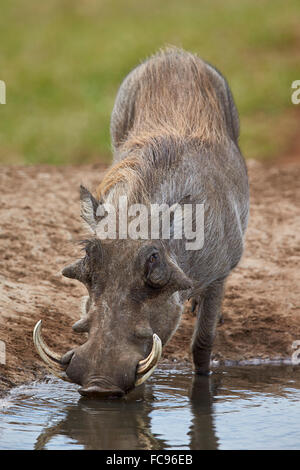 Warthog (Phacochoerus aethiopicus) bere, Addo Elephant National Park, Sud Africa e Africa Foto Stock