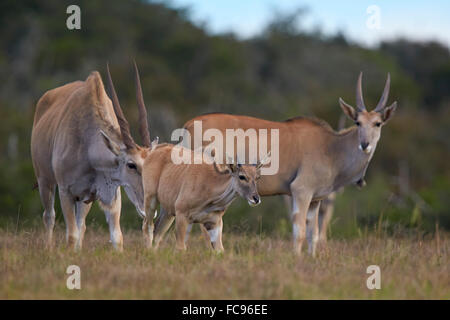 Eland comune (Taurotragus oryx) per adulti e giovani, Addo Elephant National Park, Sud Africa e Africa Foto Stock