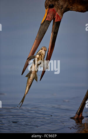 A sella fatturati stork (Ephippiorhynchus senegalensis) con un pesce, Kruger National Park, Sud Africa e Africa Foto Stock