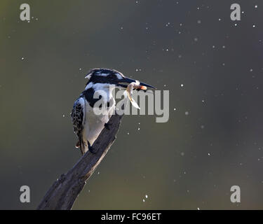 Pied kingfisher (Ceryle rudis) con pesce, Kruger National Park, Sud Africa e Africa Foto Stock