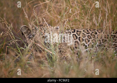 Leopard (Panthera pardus) nasconde in erba alta, Kruger National Park, Sud Africa e Africa Foto Stock