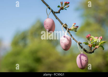 Le uova di pasqua di decorazione su un ramo di albero Foto Stock