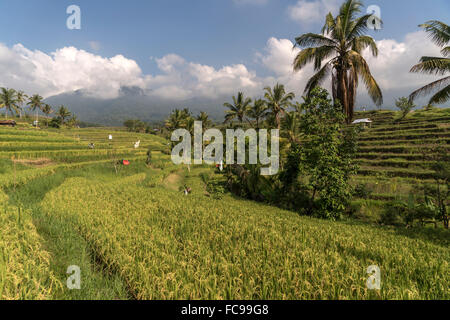 Il Jatiluwih terrazze di riso, patrimonio mondiale dell UNESCO a Bali, Indonesia Foto Stock