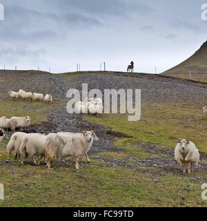 Il pascolo ovino, Islanda Foto Stock