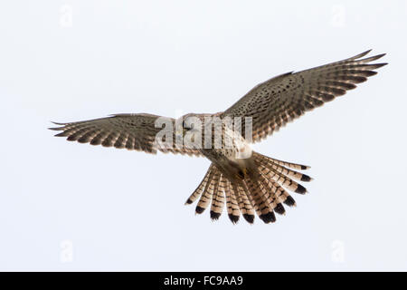 Paesi Bassi, Nijkerk, Arkemheen polder, comune gheppio (Falco tinnunculus) alzare pellet Foto Stock