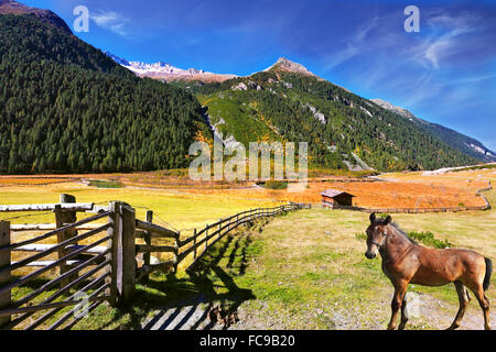 Il cavallo che pascolano nel prato recintato Foto Stock