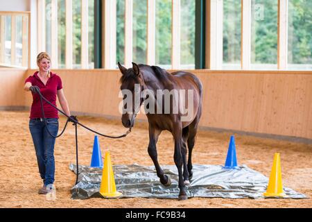 Cavallo andaluso. Calmless la formazione di un giovane baia mare in una sala di equitazione. Germania Foto Stock