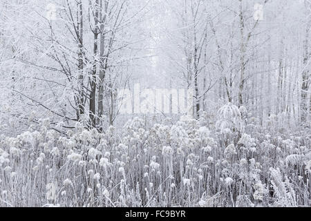 Bella la magia del bianco inverno congelati nella foresta. La lituania, Europa Foto Stock