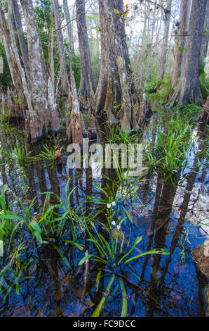 Fiori spuntano fuori da una riflessione paludosa in Everglades della Florida. Foto Stock