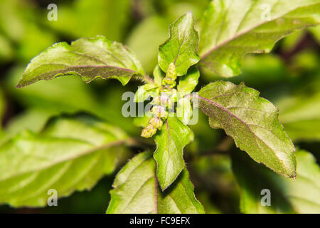 Basilico santo macro ad albero Foto Stock