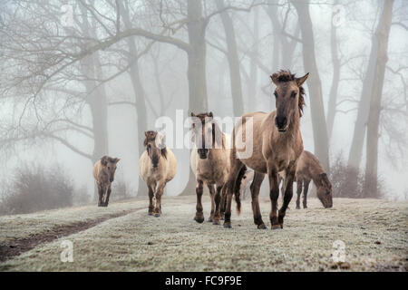 Paesi Bassi, Ooij, Ooijpolder, Riserva Naturale di Gelderse Poort. Area chiamata Bisonbaai. L'inverno. Cavalli Konik Foto Stock