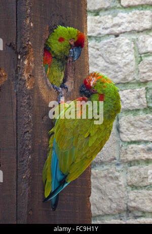 Coppia di rosso fiammante Macawe (ara rubrogenys) a scatola di nido Foto Stock