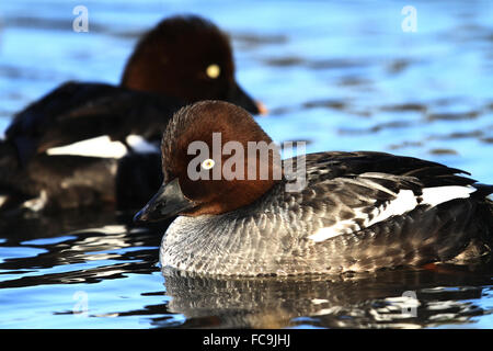 Goldeneye [femmina Bucephala clangula] Foto Stock