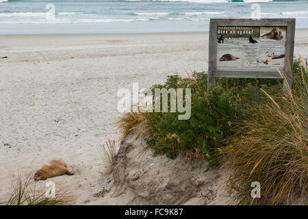 Nuova Zelanda, Isola del Sud, Dunedin, Penisola di Otago. Nuova Zelanda Sea Lion (M) (WILD: Phocarctos hookeri), Aka Hooker il leone di mare Foto Stock