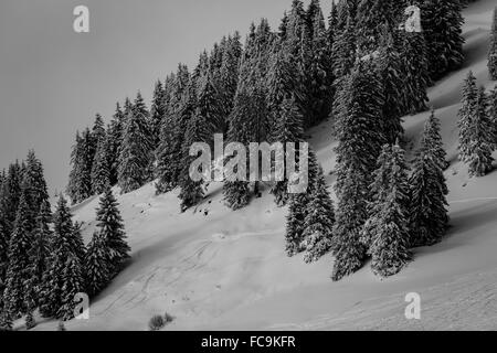 Coperta di neve alberi in bianco e nero, le Alpi francesi, Port du Soleil Foto Stock