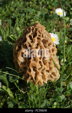 Morel vero Foto Stock