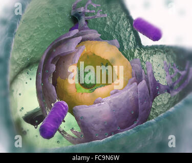 Cellula eucariotica struttura cut-away - scientificamente accurata 3d illustrazione Foto Stock