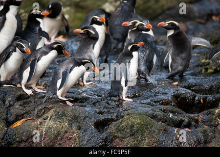 Nuova Zelanda, isole Snares (insidie) aka Heke Tini. Le rare specie endemiche delle insidie pinguino crestato (WILD: Eudyptes robustus). Foto Stock