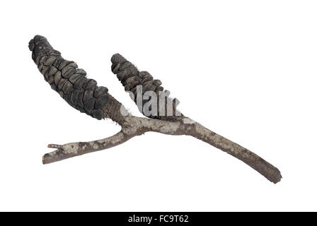 Banksia dopo l'incendio Foto Stock