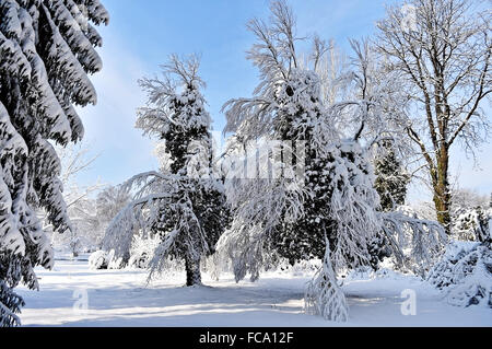 Scena invernale con rami di albero caricato con neve dopo la nevicata Foto Stock