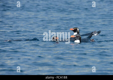 Nuova Zelanda, isole Snares (insidie) aka Heke Tini. Le rare specie endemiche delle insidie crested pinguini (WILD: Eudyptes robustus). Foto Stock