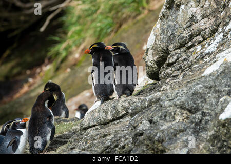 Nuova Zelanda, isole Snares (insidie) aka Heke Tini. Le rare specie endemiche delle insidie pinguino crestato (WILD: Eudyptes robustus). Foto Stock