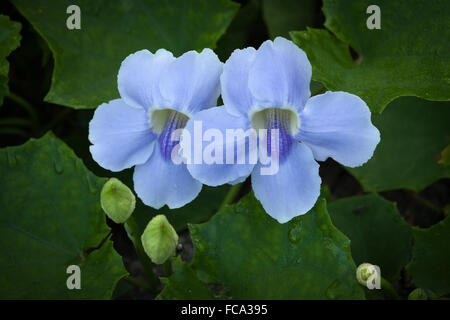 Thunbergia grandiflora è un arbusto sempreverde della vigna nella famiglia Acanthaceae.. Il Bukit Timah Riserva Naturale di Singapore. Foto Stock