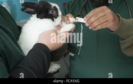 Coniglio in un ufficio veterinario Foto Stock