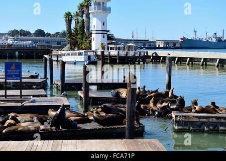 I leoni marini al Pier 39, Fisherman's Wharf di San Francisco, California, Stati Uniti d'America Foto Stock