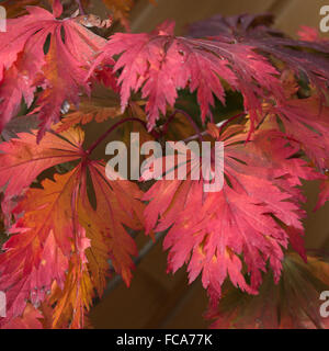 Rosso autunnale foglie d'acero Foto Stock