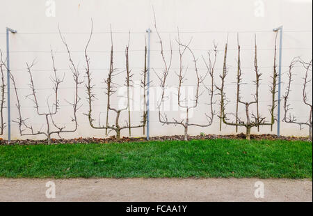 Peri rami espaliered, spalliera, in un cordone, Jardin des Rosiers, Parigi, Francia. Foto Stock